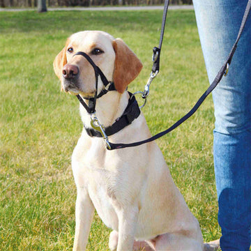 Pet Canine Snout Guard Stretchable Chew-proof Mesh Face Shield